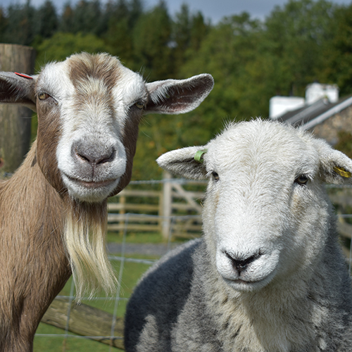 Sheep & Goat